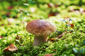 mushroom boletus or cep in the autumn forest moss