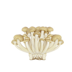 brown beech mushroom isolated on white background