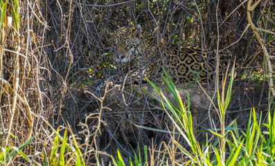 Wild Jaguar behind plants in riverbank, Pantanal, Brazil
