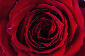 Rote Rose, Edelrose, Nahaufnahme, Detail