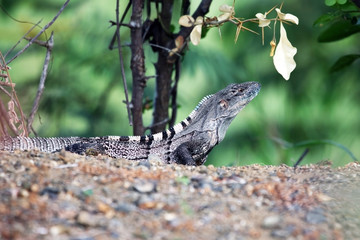 Lizard, monitor lizard, in the tropical jungles