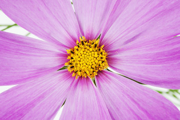 Obraz premium Pink Schmuckkörbchen (Cosmea), detail, Nahaufnahme