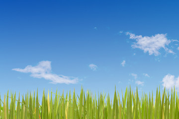 Obraz premium bottom up view from grass to beautiful sky