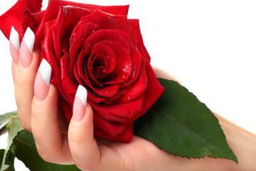 Woman's hand holding red rose.