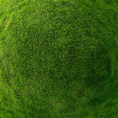 Fototapeta premium Grass
