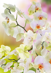 Obrazy na Szkle  Japońska orchidea