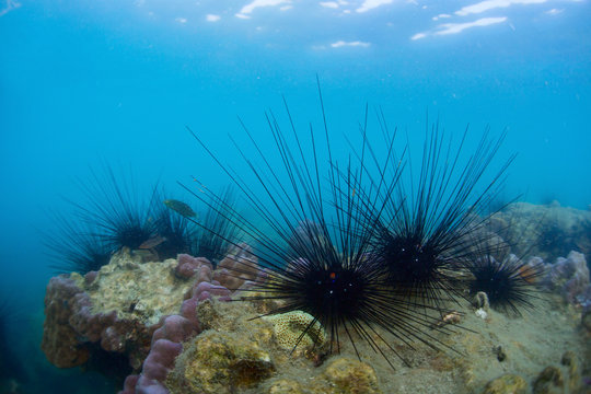 Urchins