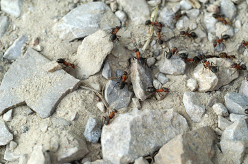 Red ants in the garden