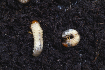 Grubs in the soil - obrazy, fototapety, plakaty