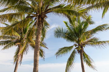 Obraz na płótnie Canvas coconut trees.