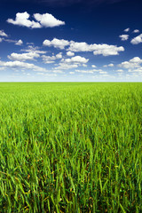 Wheat field against blue sky with white clouds. Agriculture scen