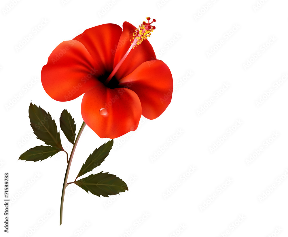 Poster Beautiful red flower background with space for your text. Vector