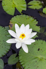 Water lilly, Lotus