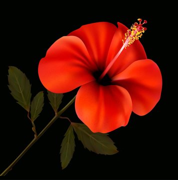 Beautiful Red Flower On A Black Background. Vector.