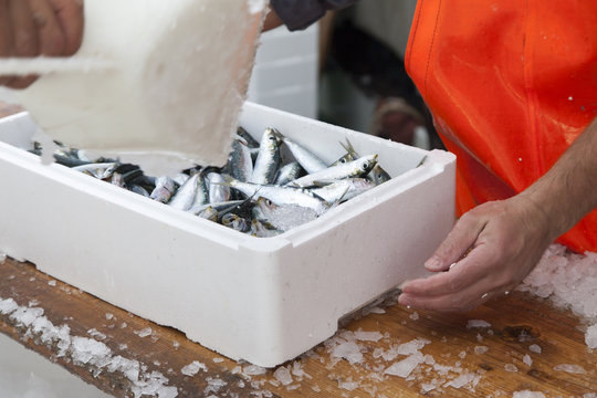 Fishermen covering with ice fresh sardines