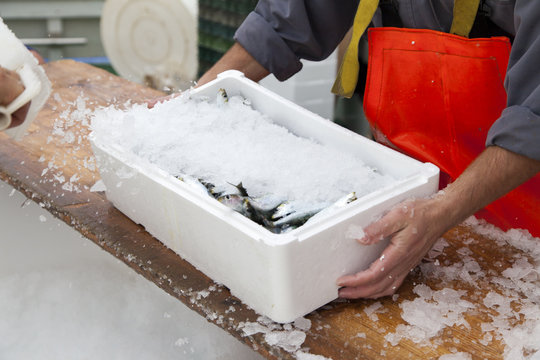 Fototapeta Fishermen covering with ice fresh sardines
