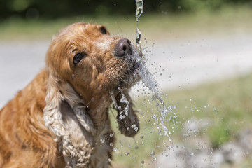 Dog puppy cocker spaniel drinking