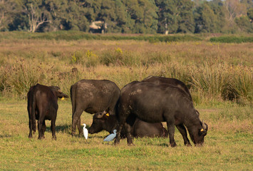 bufalo d'acqua mandria