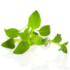 Macro shot of twig thyme