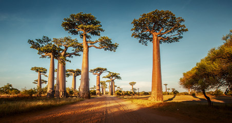 Baobabs - obrazy, fototapety, plakaty