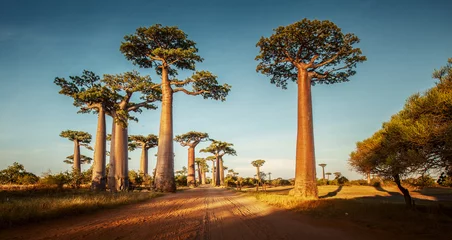 Foto auf Acrylglas Blumen und Pflanzen Baobabs