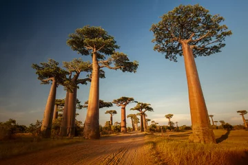 Selbstklebende Fototapeten Baobabs © Dudarev Mikhail
