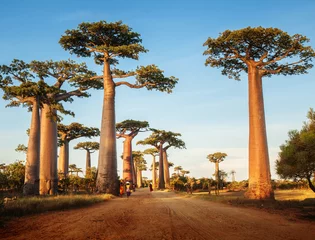Papier Peint photo Lavable Baobab baobabs