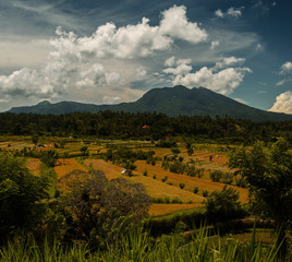 Fototapeta premium Rice