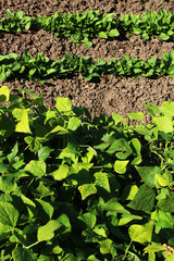 Photo showing a freshly dug vegetable garden