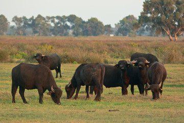 bufalo d'acqua ritratto