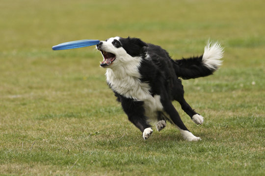 De hond heeft de frisbee bijna te pakken, The dog is about to catch the frisbee, Dog with a frisbee near its mouth, almost grabbing it, flying frisbee, dog sport, activity.