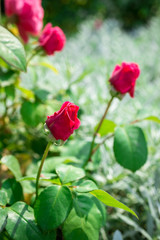 Obraz na płótnie Canvas Pink roses in garden