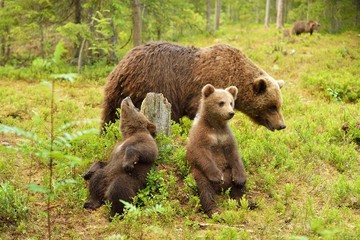 Bear cubs with their mother