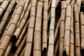 Dry thick bamboo pole