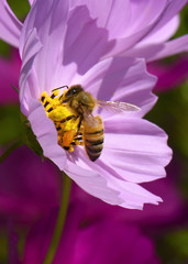 Bee pollinating pink cosmos flower