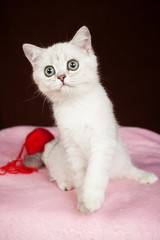 Fototapeta na wymiar British kitten of white color
