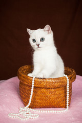 British kitten of white color sits in a basket with beads