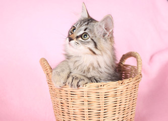 Fototapeta na wymiar grey kitten on a pink background in a basket