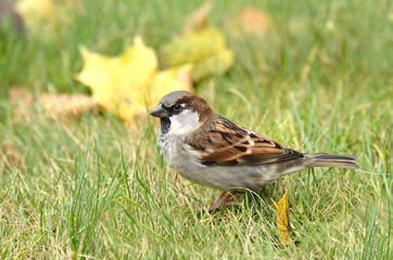Осень, воробей на траве