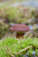 Xerocmus badius mushroom growing in the natural environment