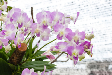 Fototapeta na wymiar Beautiful orchid (Phalaenopsis)
