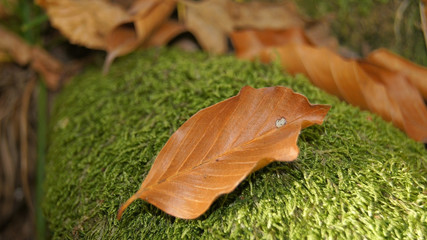 The broken died  leaf fallen on mossy stone