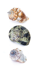 Three sea shell