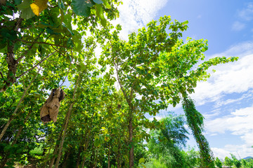 Teak wood forests