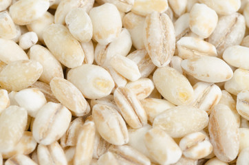 barley closeup, background