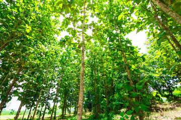 Fototapeta premium Big teak tree forest