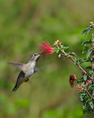 Anna's Hummingbird Hovering