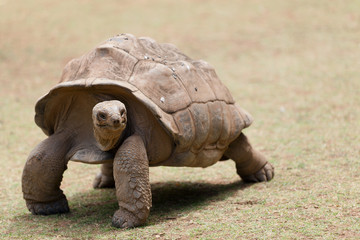 Naklejka premium tortue géante de Rodrigues