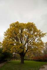 Fall in the Moscow park