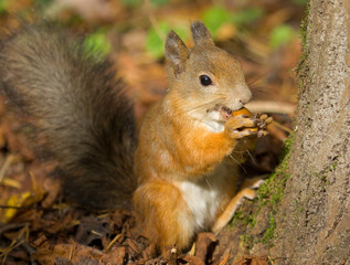 Squirrel with an acorn